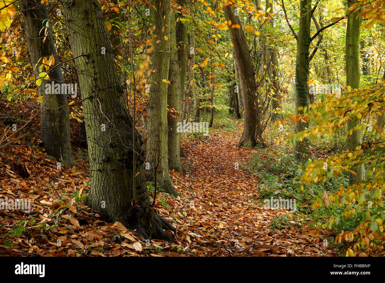 Wunderschöne Herbst Wald in der Nähe von Bridgnorth in Shropshire, England, UK Stockfoto