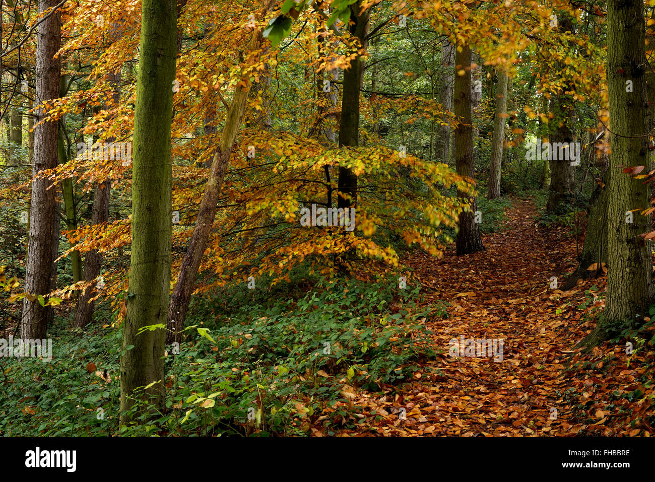 Wunderschöne Herbst Wald in der Nähe von Bridgnorth in Shropshire, England, UK Stockfoto