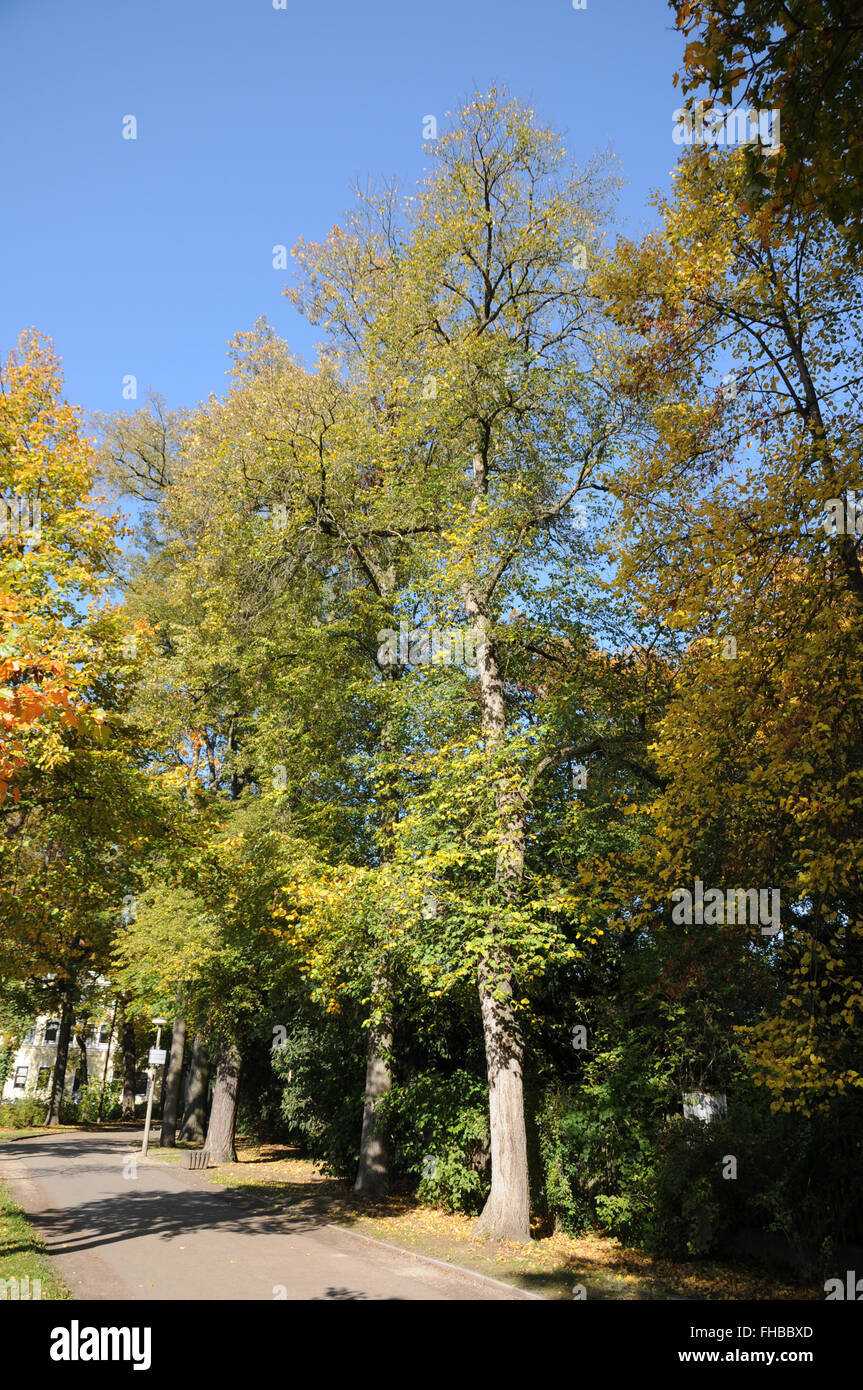 Ulmus Glabra, Berg-Ulme Stockfoto