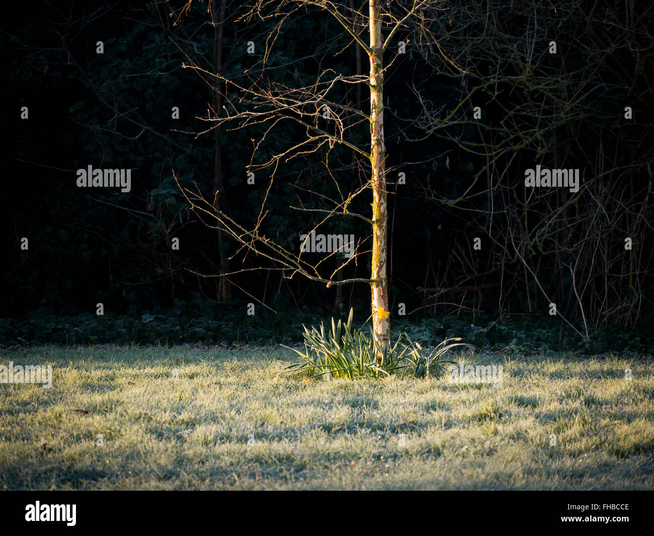 Frost und eine frühe Welle Sonnenschein leuchtenden Narzissen und kleinen Baum Stockfoto