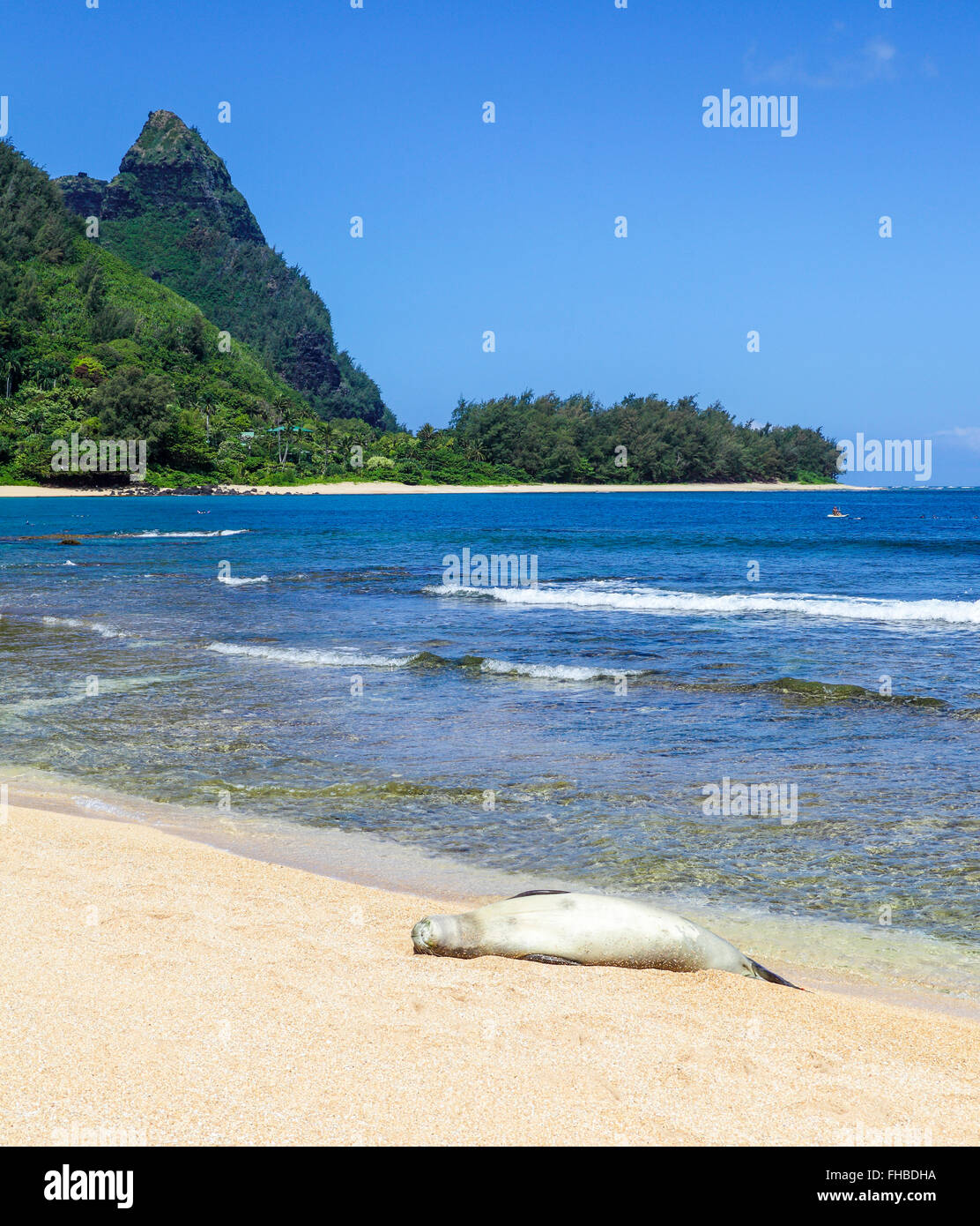Hawaiianische Mönchsrobbe, die Ruhe am Strand in Haena mit Mt. Makana genannt Bali Hai, im Hintergrund Stockfoto