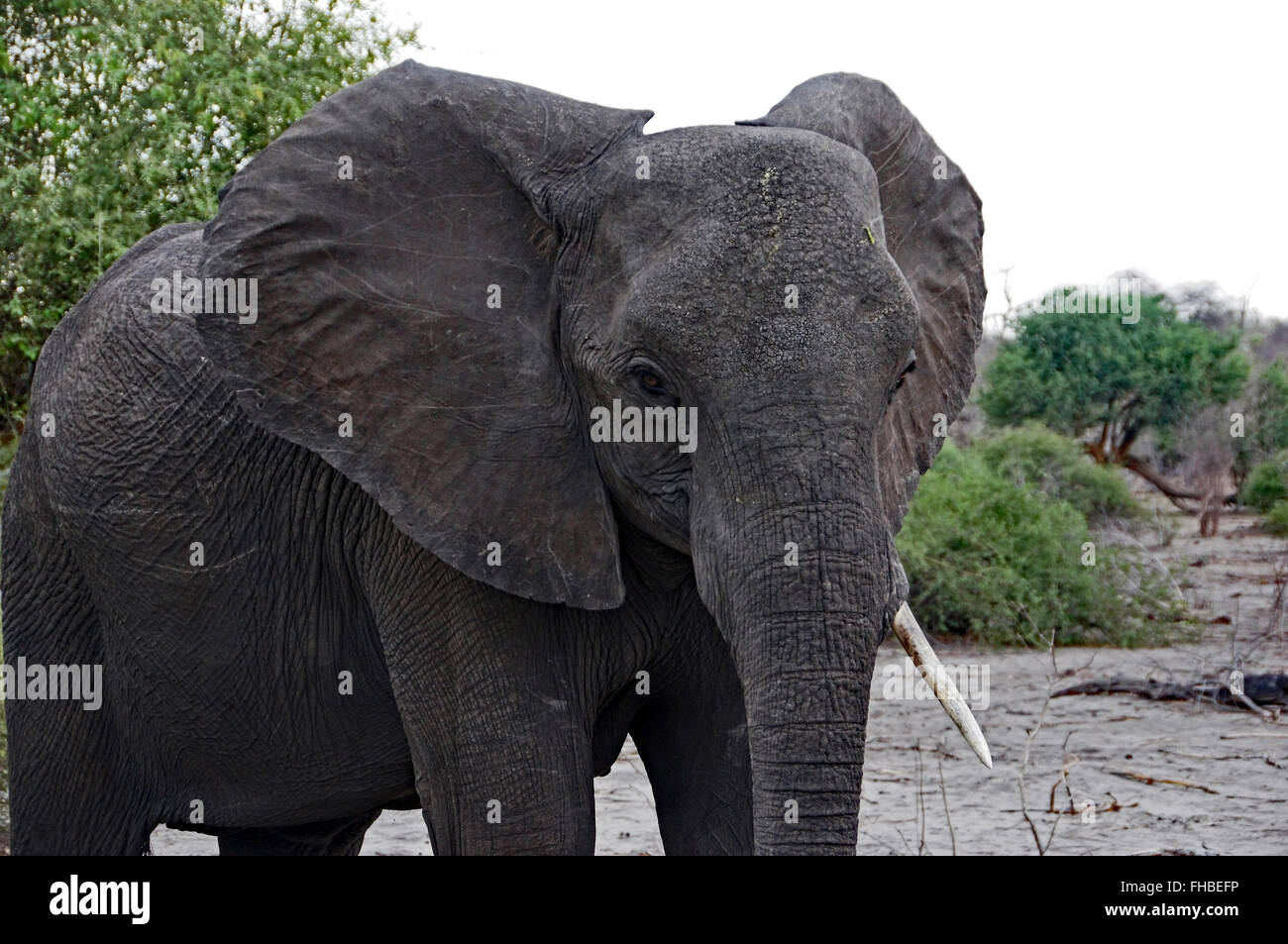 Elefant, Foto während einer Safari in Namibia. Stockfoto