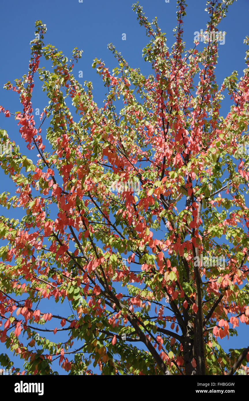 Sweet Cherry Baum, Blätter im Herbst Stockfoto