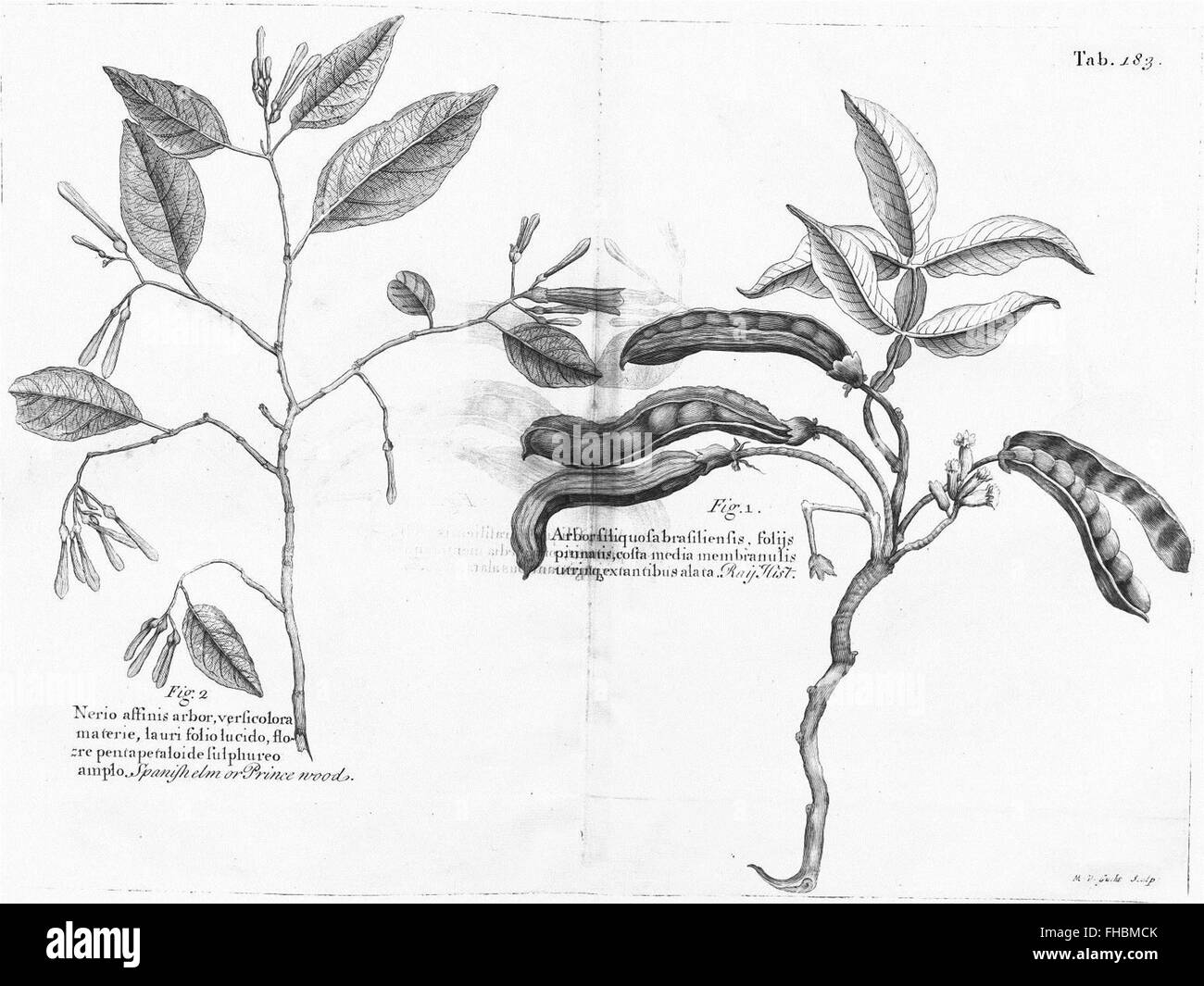 Eine Reise zu den Inseln Madera, Barbados, Nieves, S. Christophers und Jamaika, 1707, ein frühzeitiger Reisebericht, der die Flora und Fauna dieser karibischen Inseln mit botanischen Notizen und Gravuren beschreibt. Stockfoto