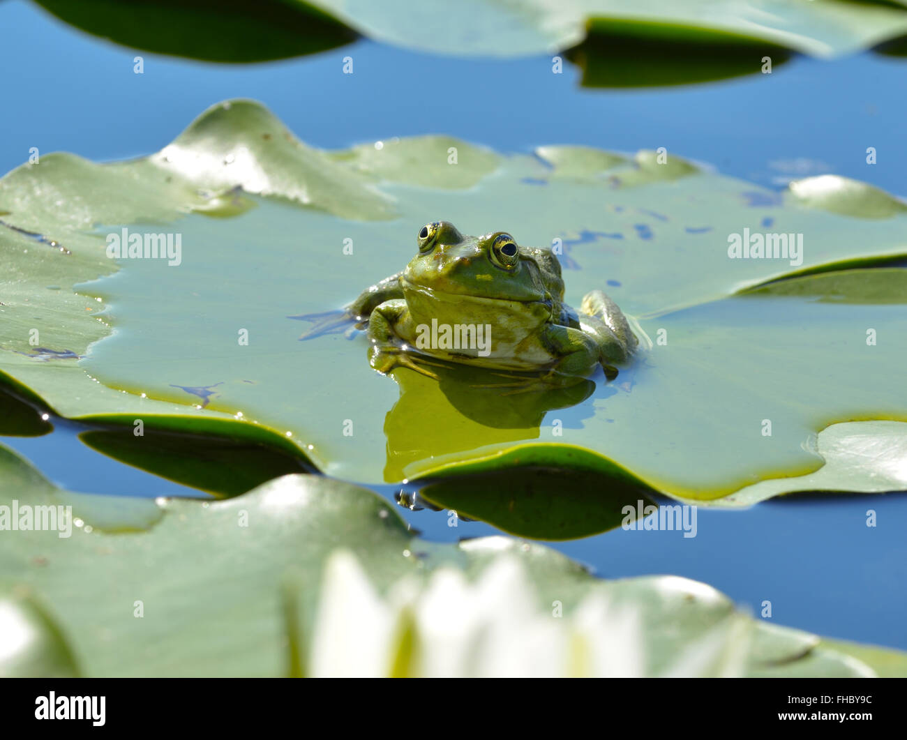Seefrosch sitzt auf einem grünen Blatt unter den Seerosen im Teich Stockfoto