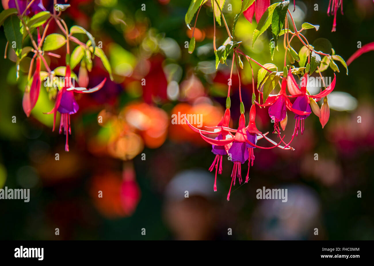 Hängenden Blüten in rot und violett mit weichen Fokus Hintergrund. Stockfoto