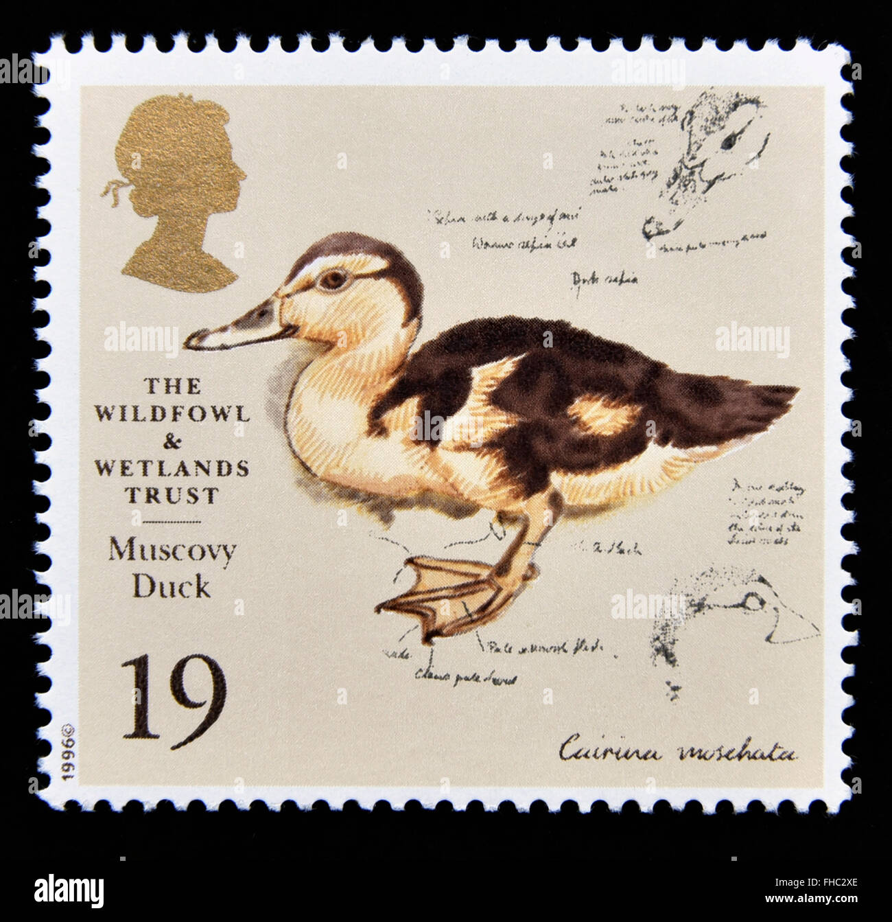 Briefmarke. Great Britain. Königin Elizabeth II. 1996. 50th. Jahrestag der Wildfowl und Feuchtgebiete Vertrauen. Barbarie-Ente. 19p. Stockfoto