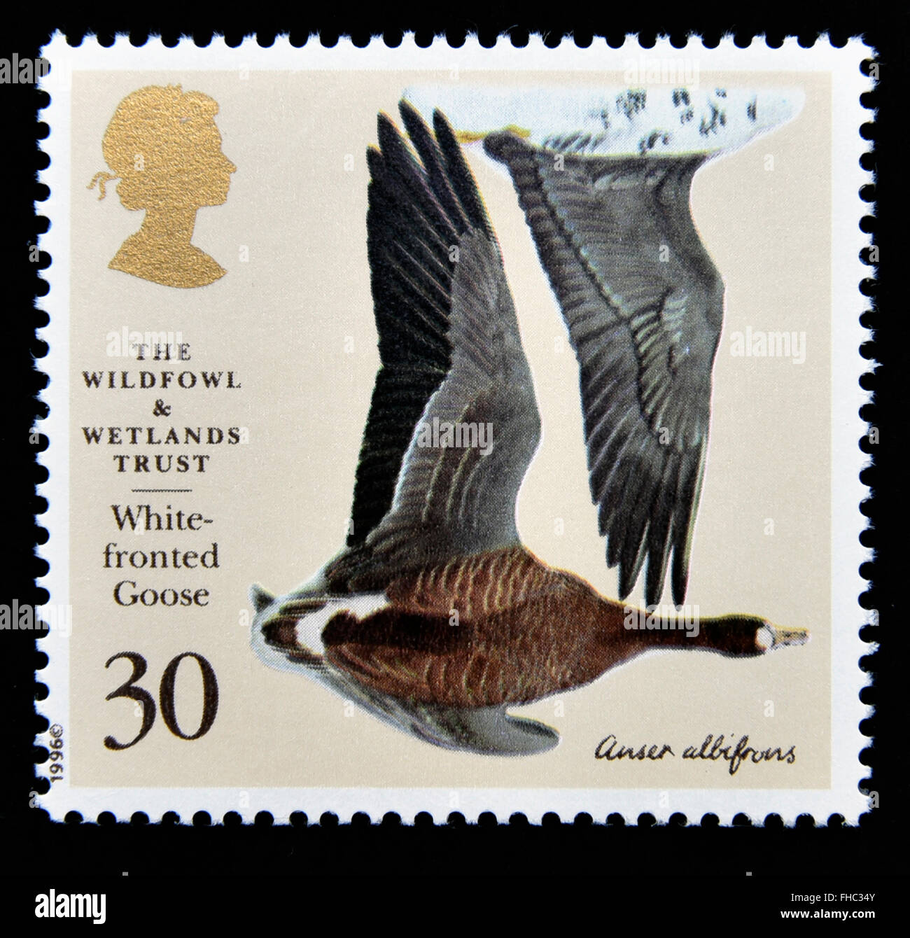 Briefmarke. Great Britain. Königin Elizabeth II. 1996. 50th. Jahrestag der Wildfowl und Feuchtgebiete Vertrauen. Stockfoto