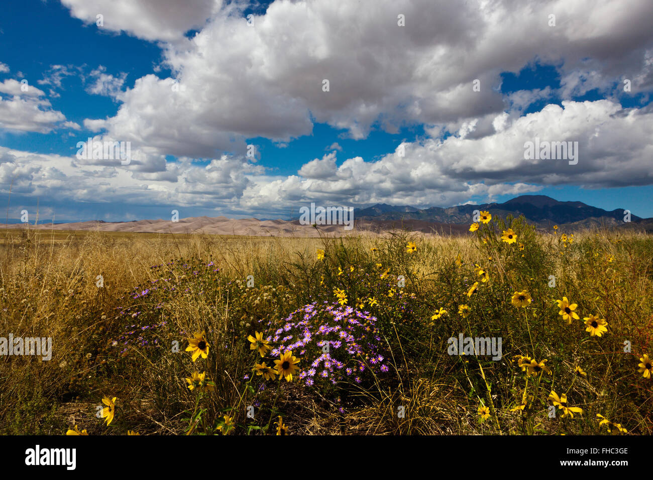Lila Astern und schwarzen Augen Susans in voller Blüte - sehr SANDUNES-Nationalpark, COLORADO Stockfoto