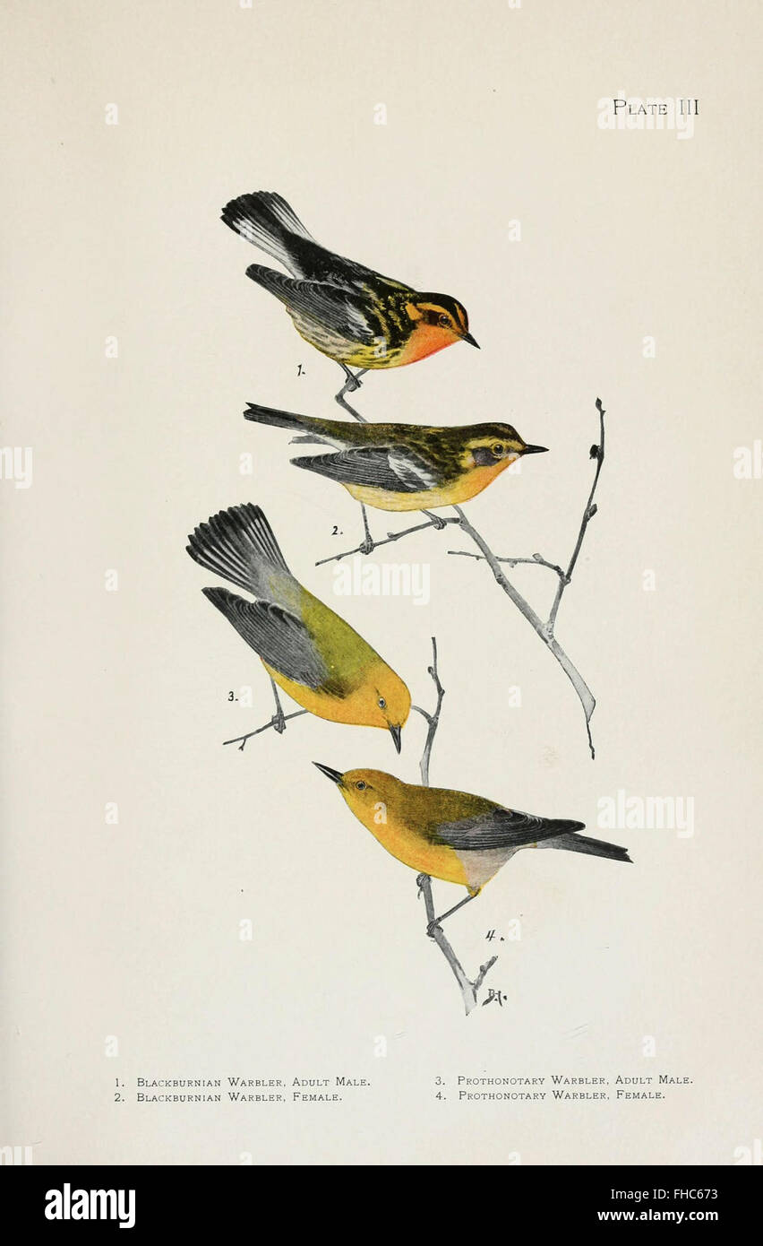 Eine detaillierte Studie über die Warblers Nordamerikas, die verschiedene Arten innerhalb der Familie der Holzzäger untersucht. Stockfoto