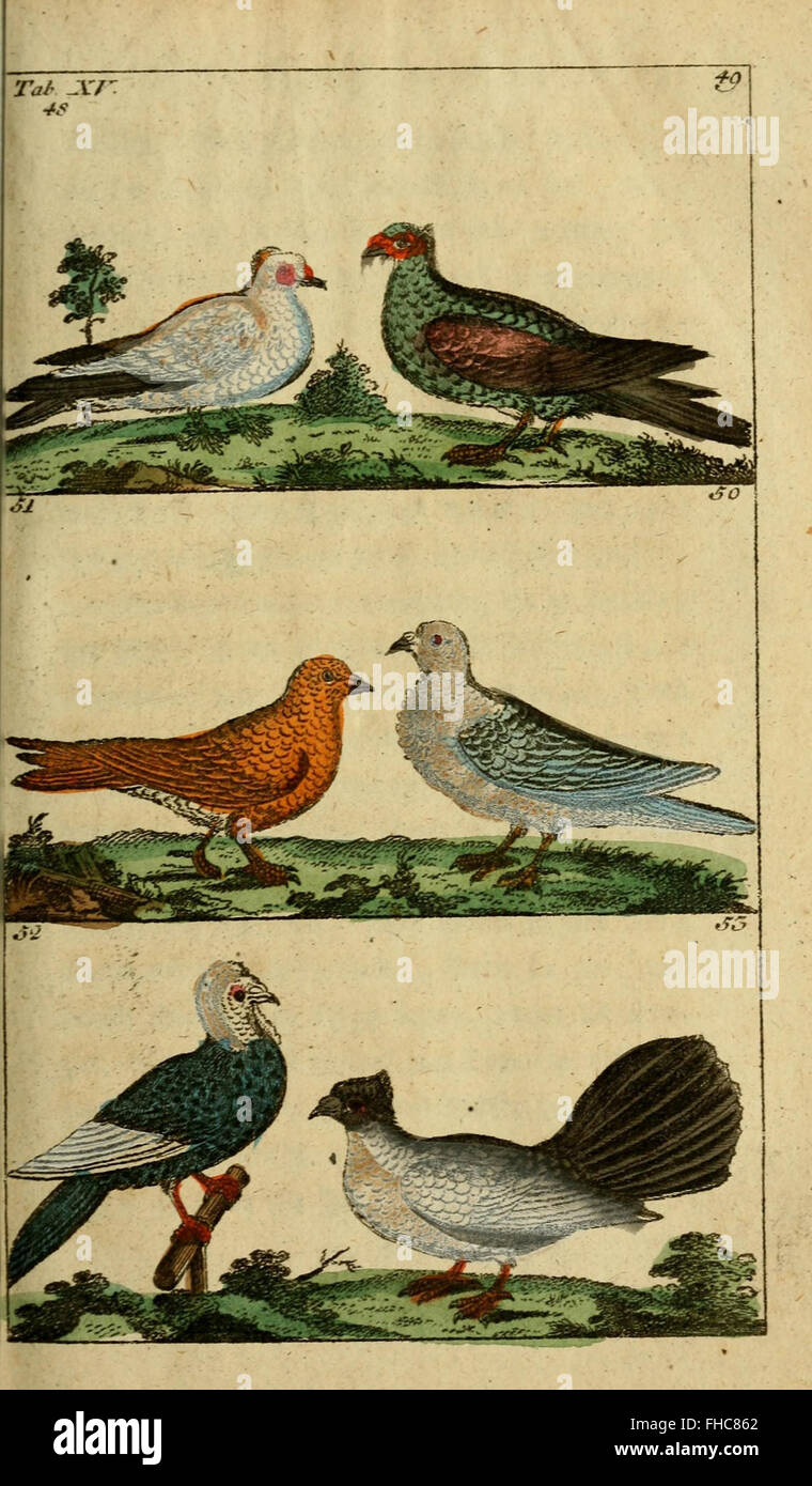 Ein frühes naturgeschichtliches Werk mit Diskussionen über Vögel, das die Evolution der Ornithologie bis 1800 veranschaulicht und in den Bibliotheken der Smithsonian Institution aufbewahrt wird. Stockfoto