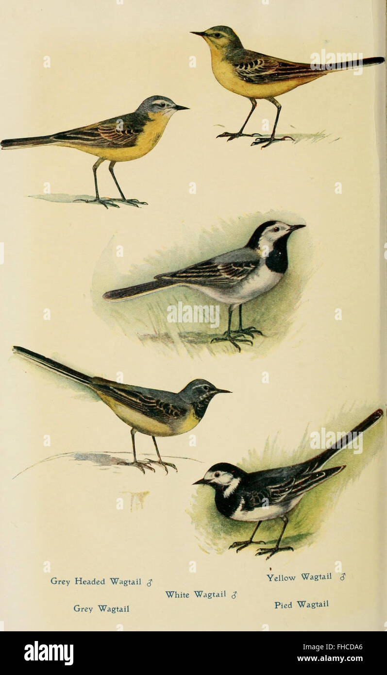 Eine Untersuchung britischer Vögel in ihren natürlichen Lebensräumen, die das Verhalten, die Verbreitung und die ökologische Bedeutung einheimischer Vogelarten aufzeigt. Diese Arbeit liefert detaillierte Beobachtungen über die Brutgewohnheiten, Futtermuster und Migration von Vögeln in Großbritannien und trägt zum Verständnis der britischen Tierwelt und ihrer Naturschutzbemühungen bei. Stockfoto