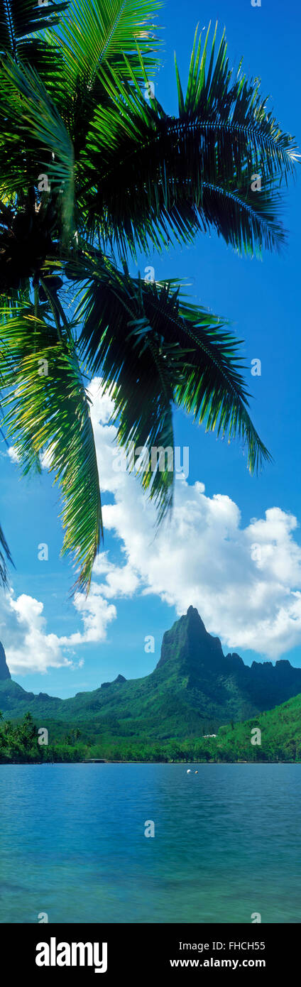 Panorama-Bild der Mouaroa Gipfel über Opunohu Bay mit überhängenden Palmen auf Moorea Insel in Französisch-Polynesien Stockfoto