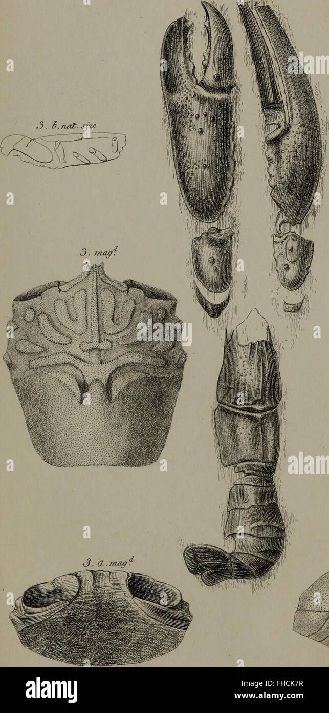 Beiträge zur britischen palC3A6ontology- oder Erstbeschreibungen von dreihundert und sechzig Arten und mehrere Gattungen von fossilen Radiata, Gliedertiere, Mollusken und Fische aus dem Tertiär, Kreide, Stockfoto