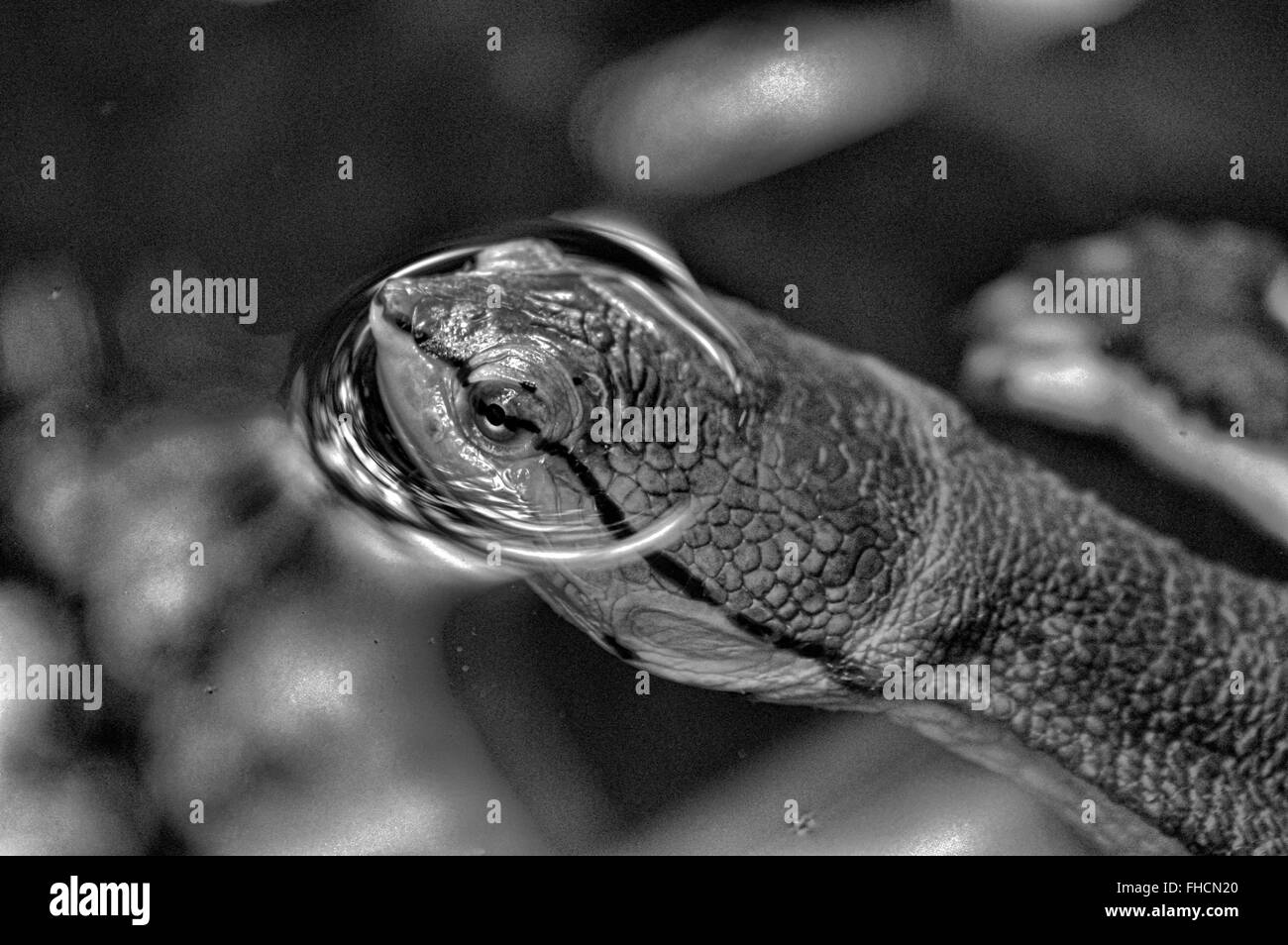 Schildkröte auftauchen Stockfoto