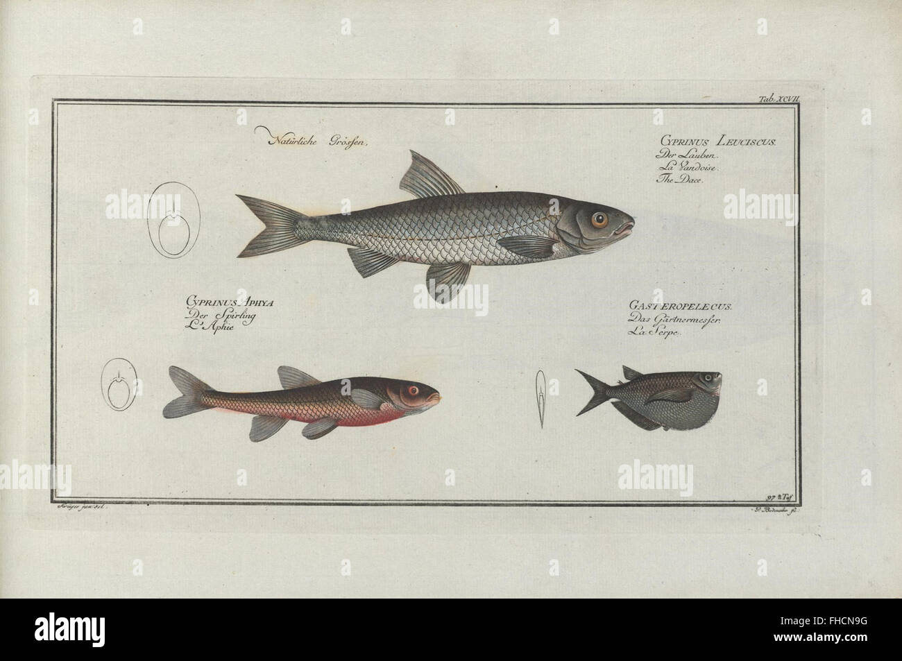 D. Marcus Elieser Bloch, ausC3BCbenden Arztes Zu Berlin... Oeconomische Naturgeschichte der Fische Deutschlands Stockfoto