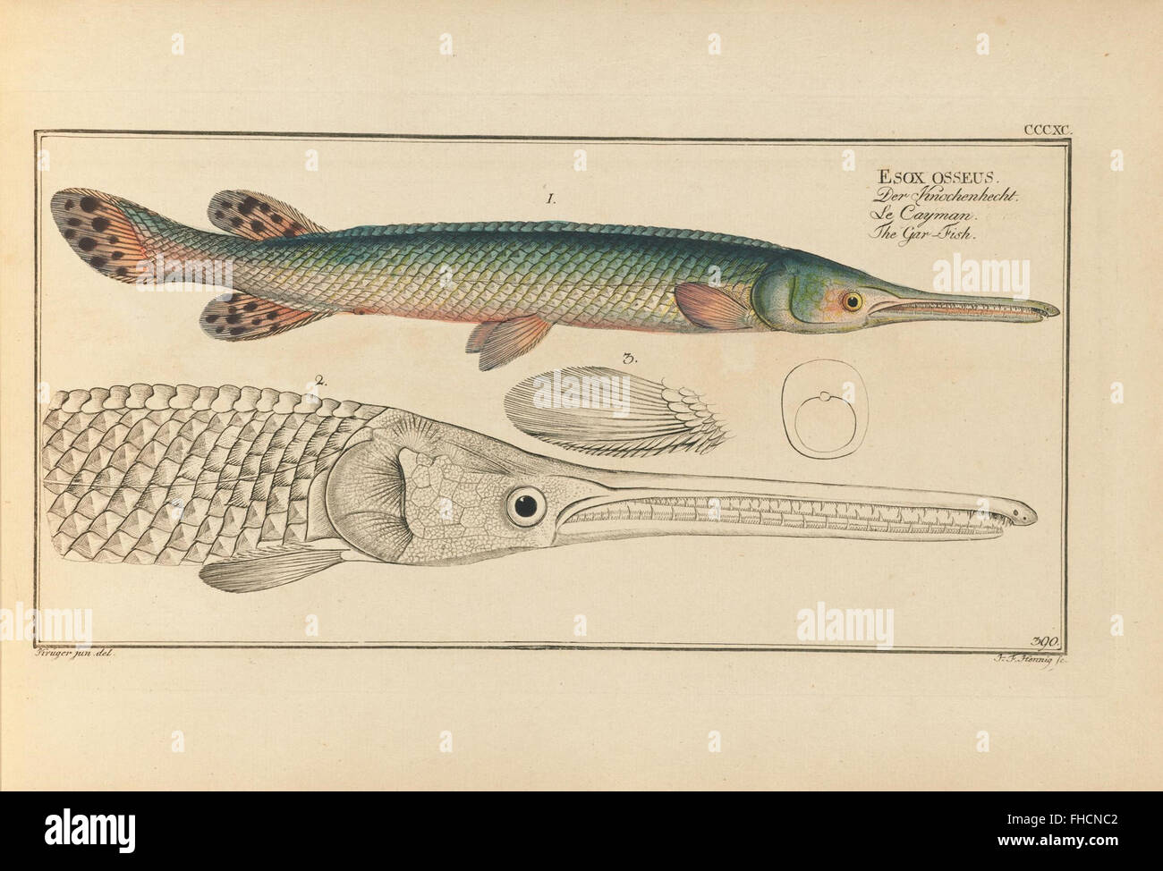 D. Marcus Elieser Bloch, ausC3BCbenden Arztes Zu Berlin... Oeconomische Naturgeschichte der Fische Deutschlands Stockfoto