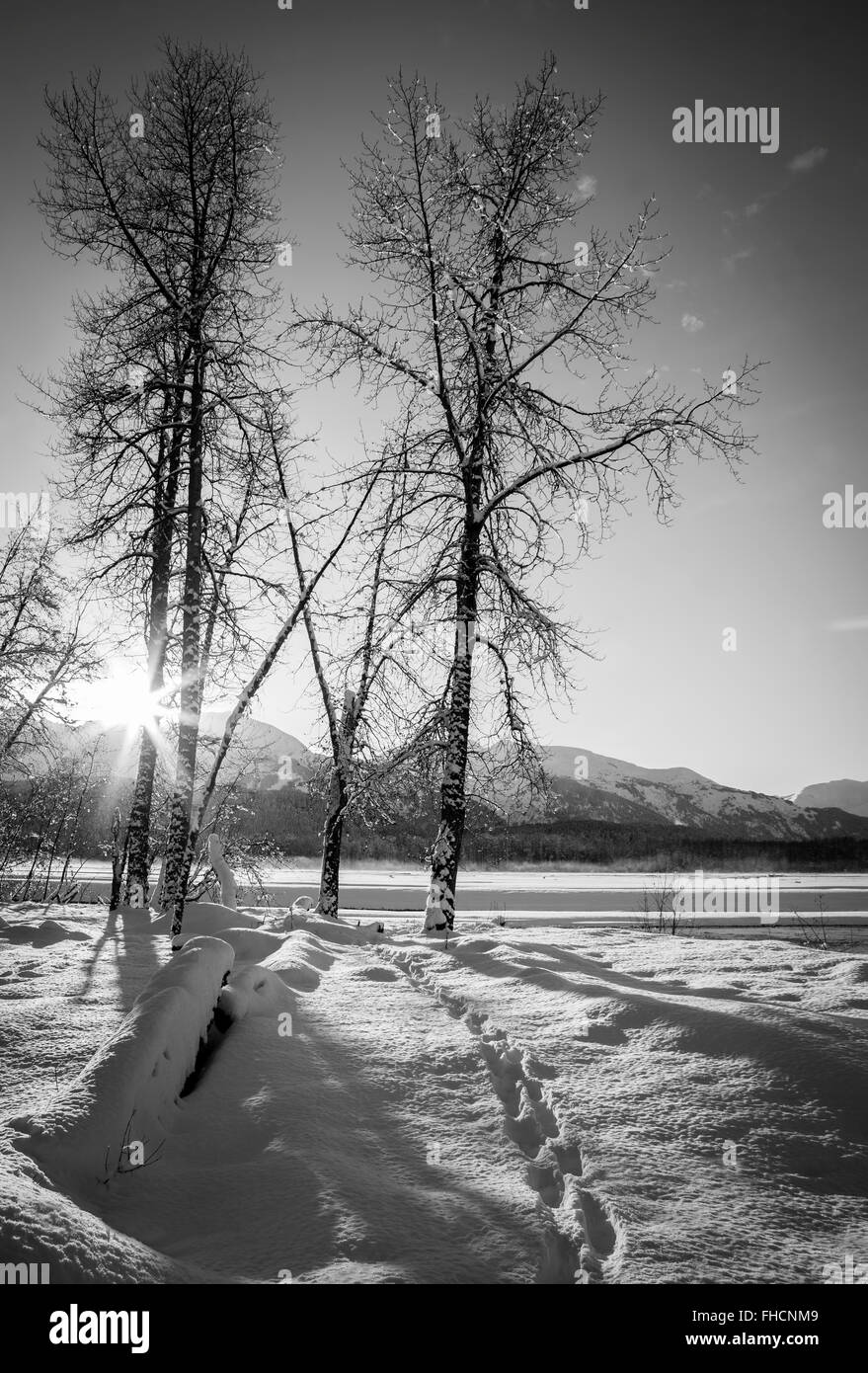 Sunburst von der untergehenden Sonne durch Bäume durch die Chilkat River im südöstlichen Alaska im Winter in schwarz und weiß. Stockfoto