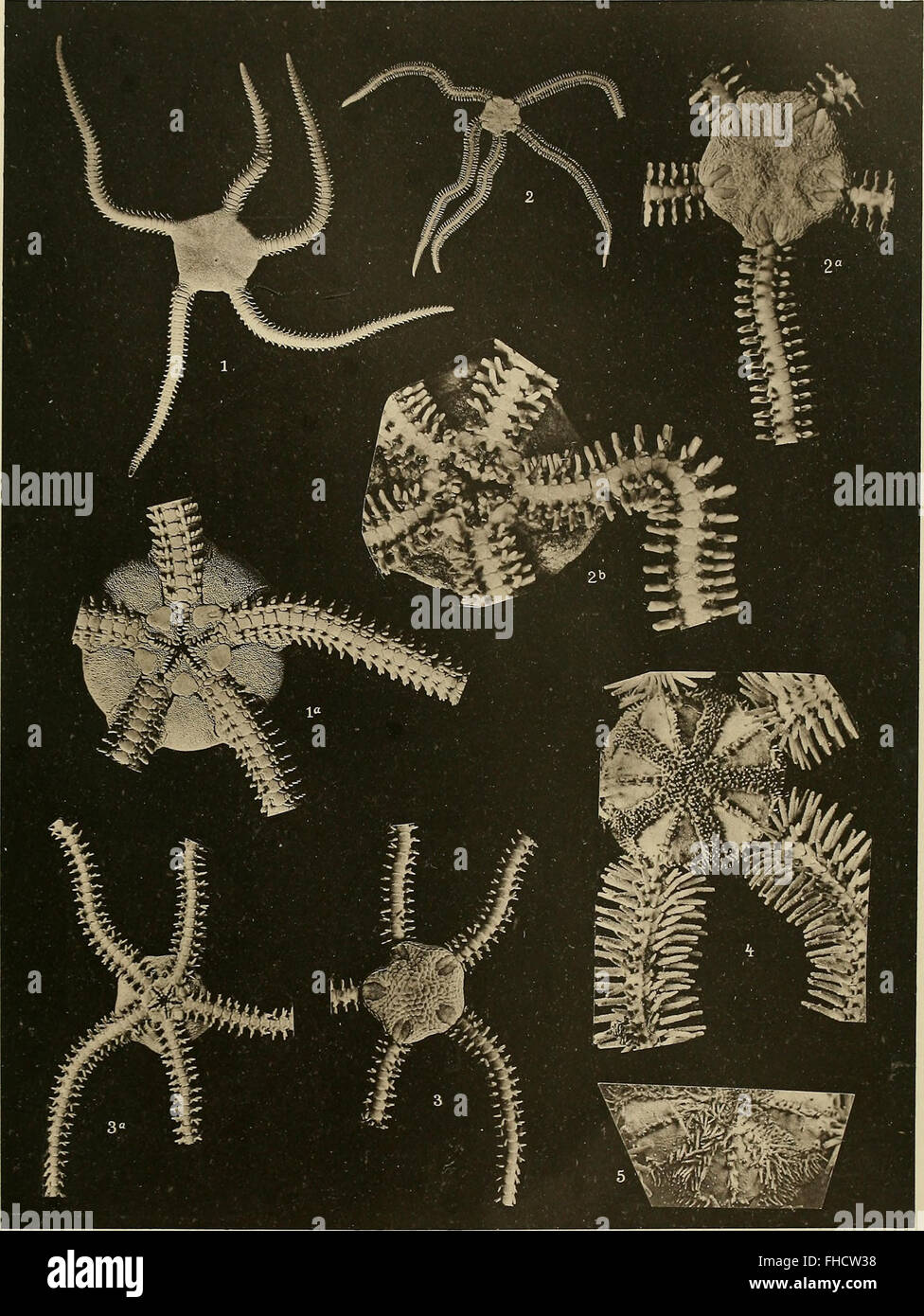 Denkschriften der Medicinisch-Naturwissenschaftlichen Gesellschaft Zu Jena (1910) Stockfoto