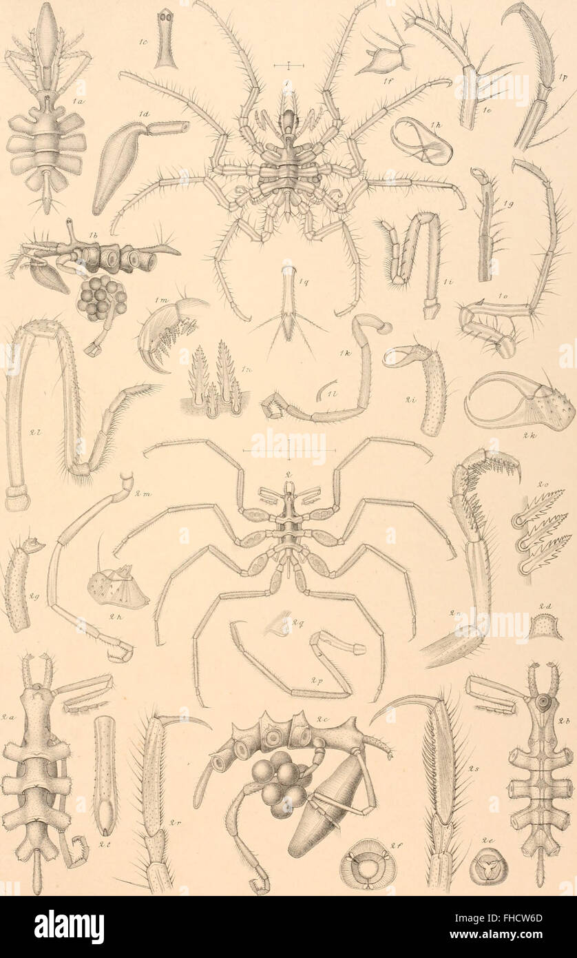 Höhle Norske Nordhavs-Expedition, 1876-1878 (1880-1901) Stockfoto