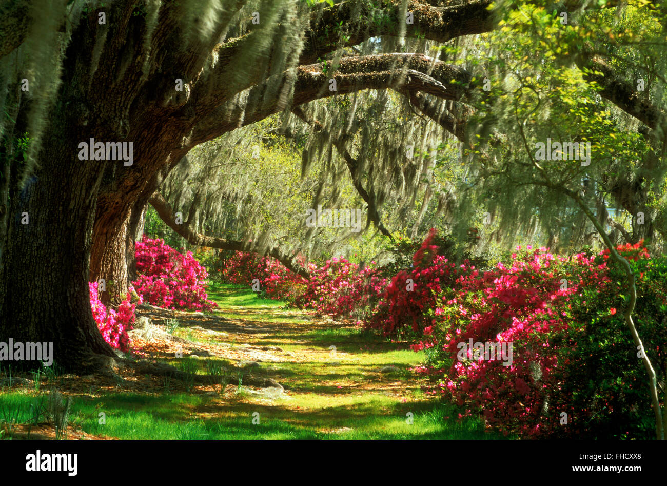 Alten Zypressen mit hängenden Spanisch Moos und eine Vielzahl von bunten Blumen in South Carolina USA Stockfoto