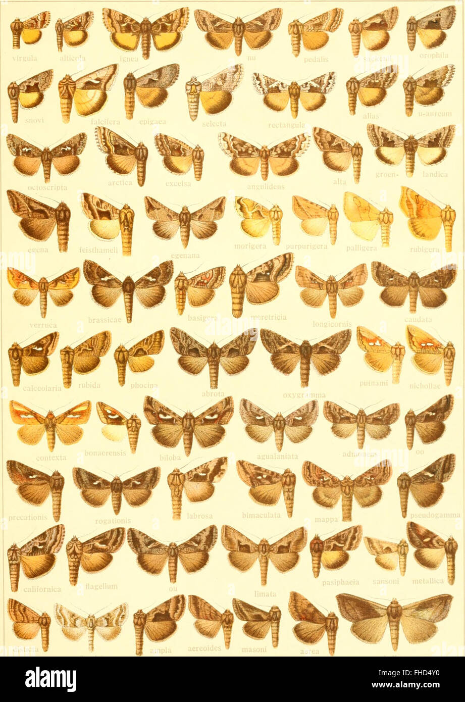 Sterben Sie Gross-Schmetterlinge der Erde - Eine Systematische Bearbeitung der Bis Jetzt Bekannten Gross-Schmetterlinge (1900) Stockfoto