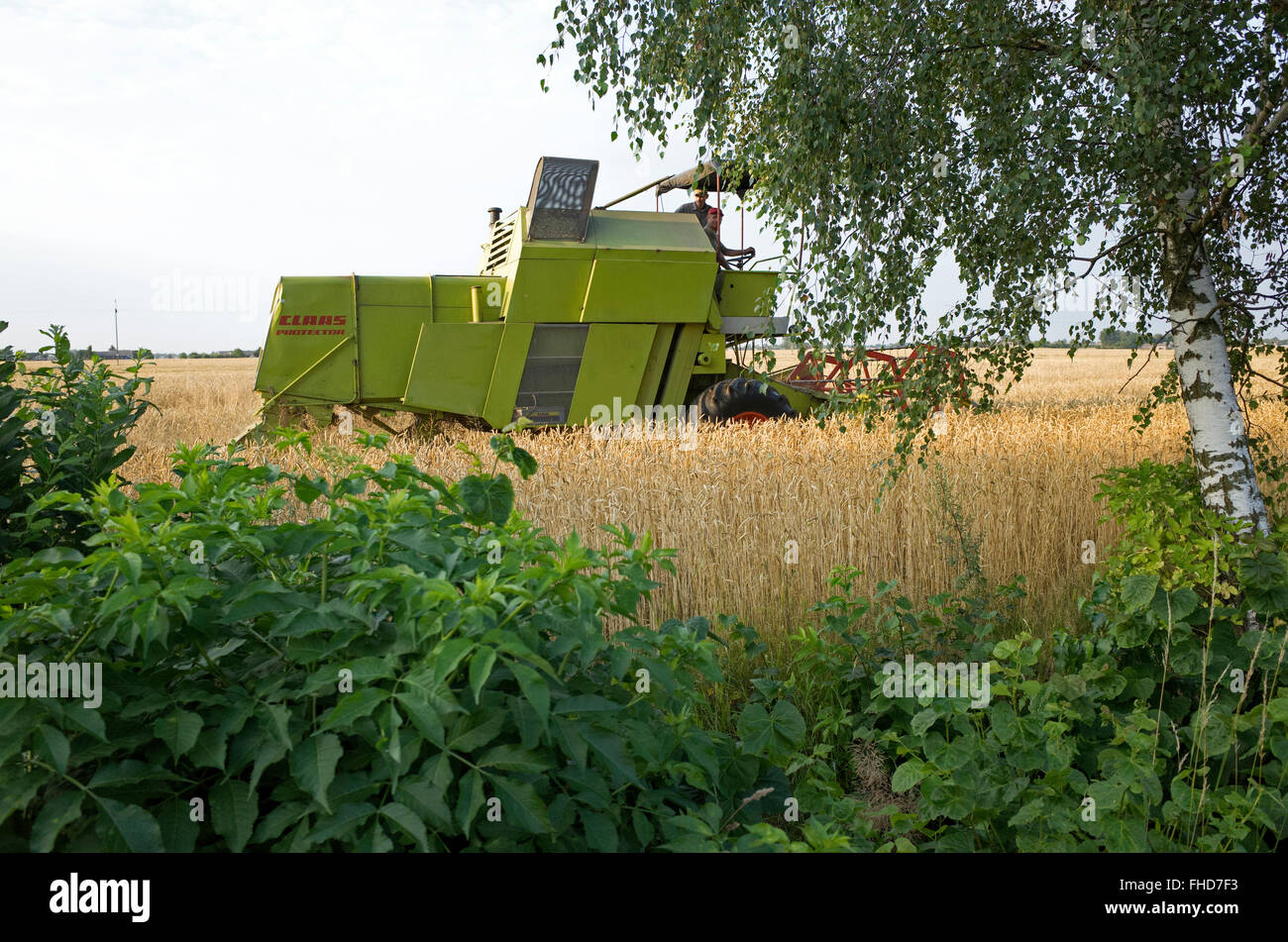 Die polnischen Landwirte ernten Getreide im Feld mit einem modernen Mähdrescher. Rzeczyca Zentralpolen Stockfoto