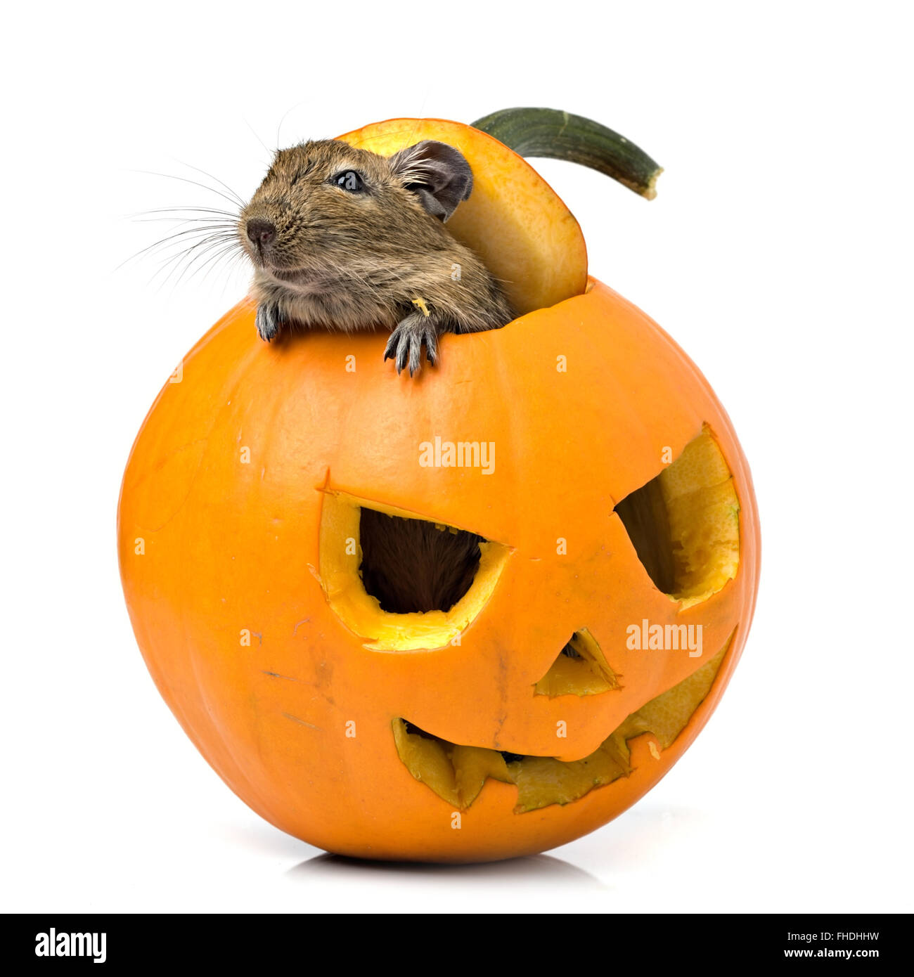 Halloween-Kürbis mit Maus in Stockfoto