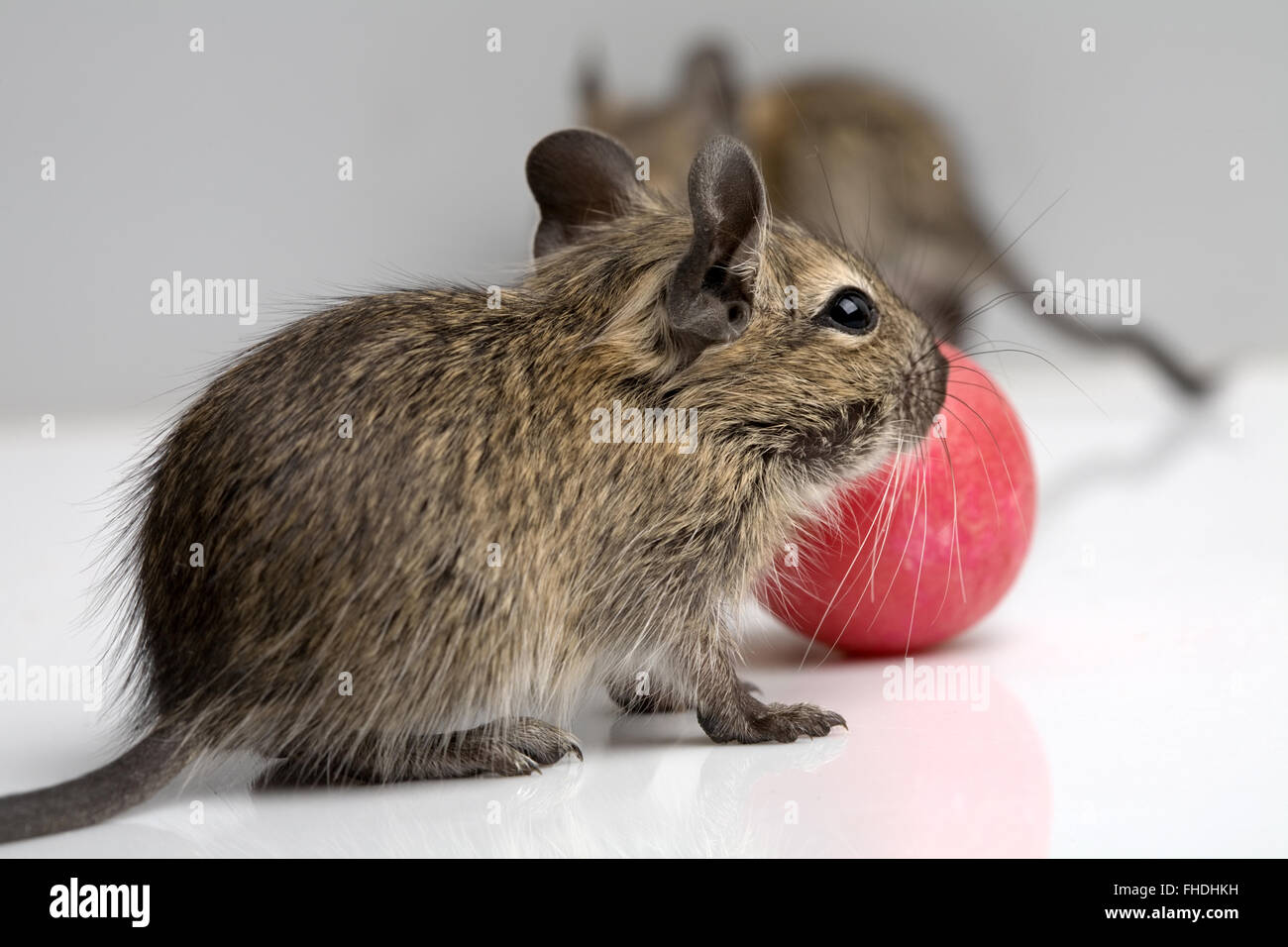 kleine Baby-Degu-Mäuse mit Radieschen-Detailansicht auf neutralem Hintergrund Stockfoto