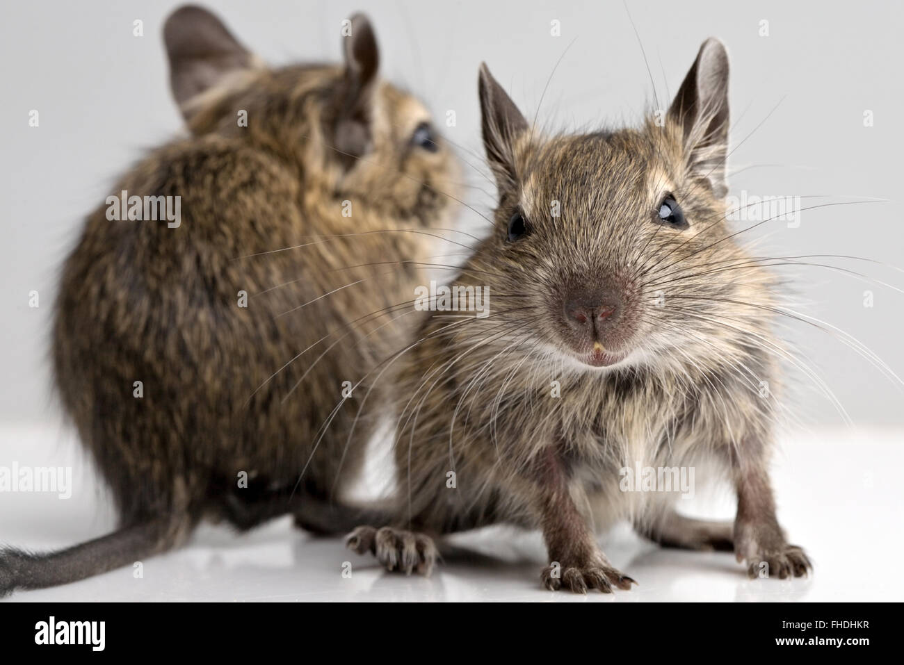 zwei kleine Baby Degu Mäuse Closeup Vorderansicht auf neutralem Hintergrund Stockfoto