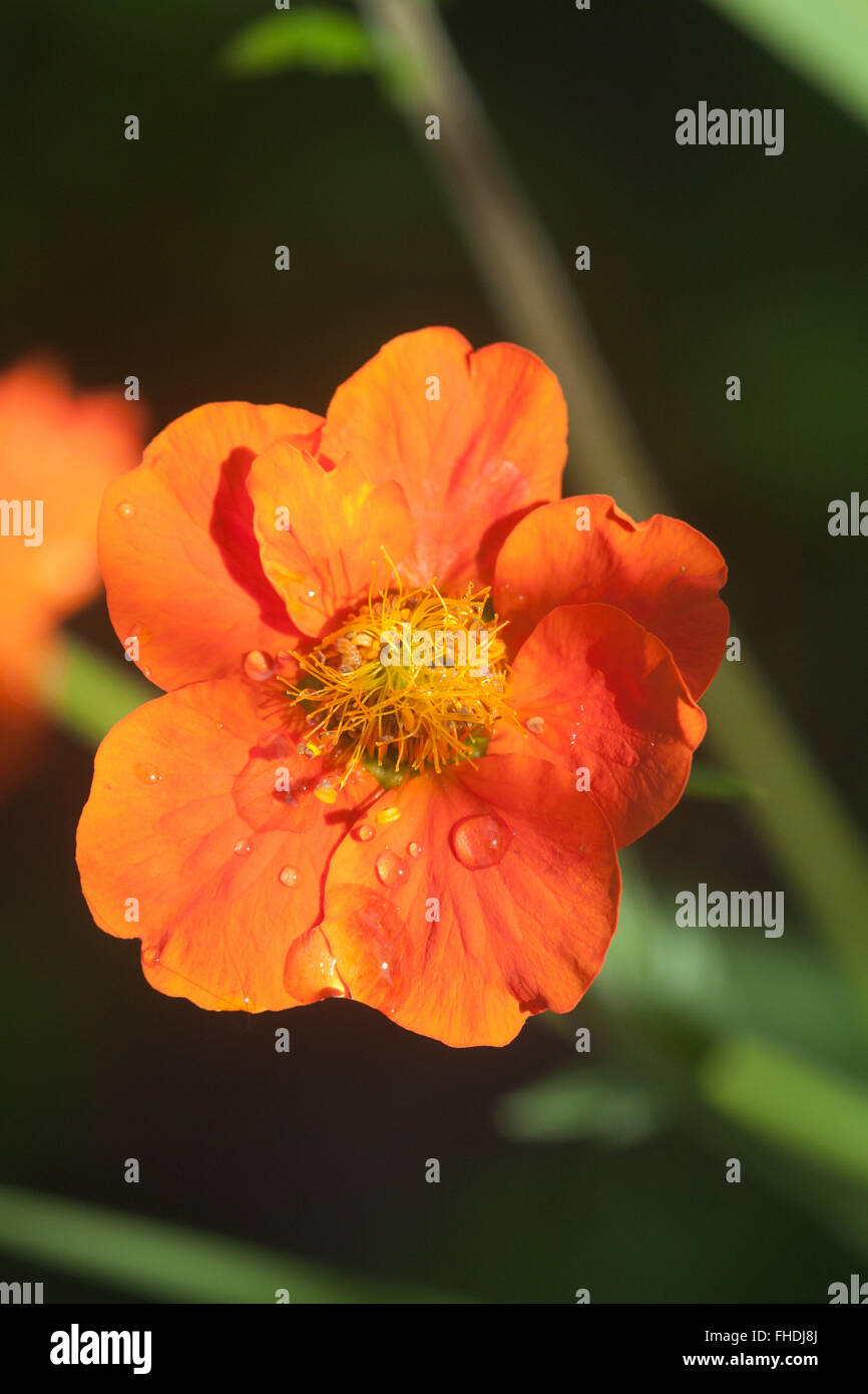 kleine orange Blume Closeup mit Wassertropfen auf die Blütenblätter Stockfoto