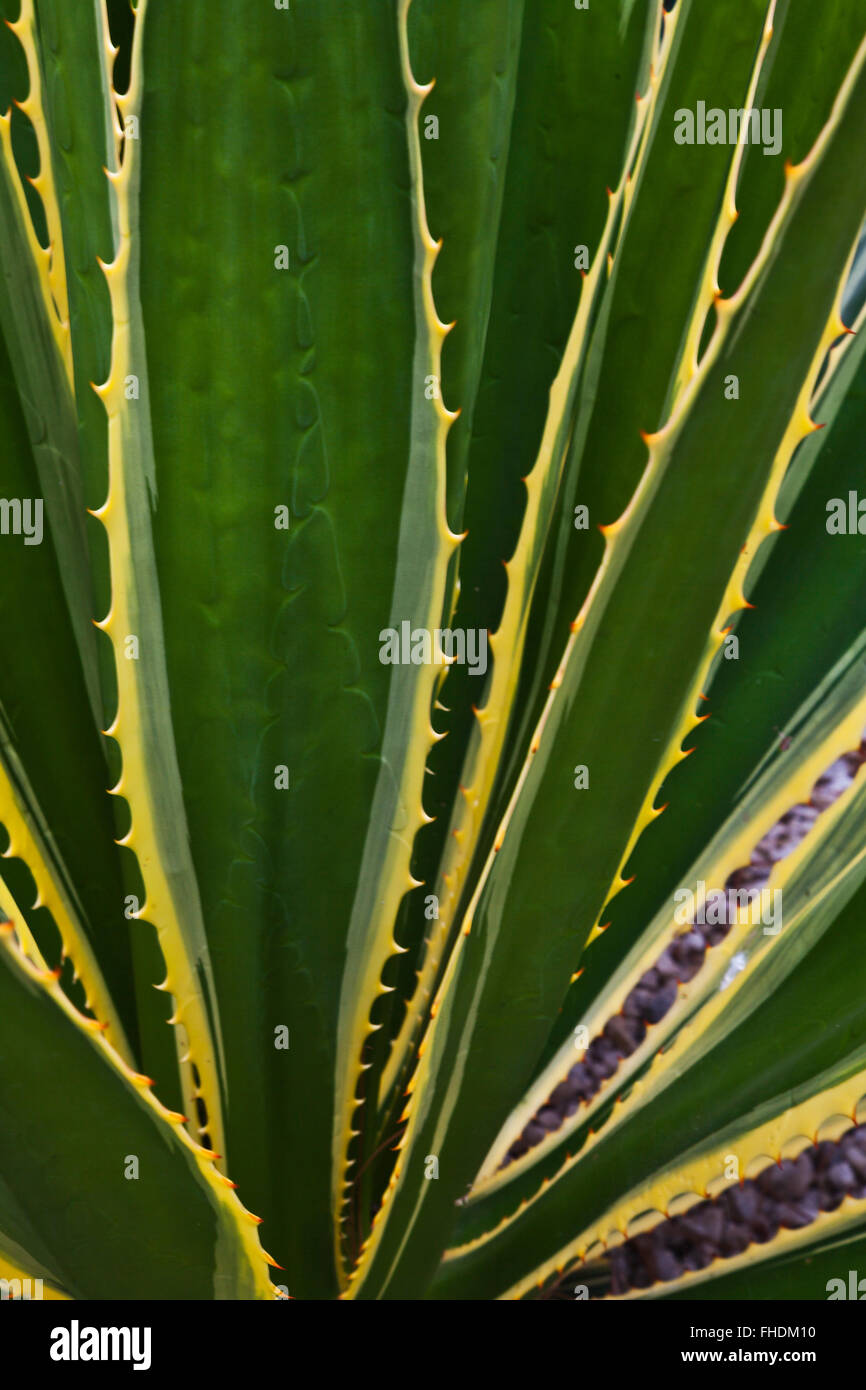 Ein Kaktus Pflanze - OAXACA, Mexiko Stockfotografie - Alamy