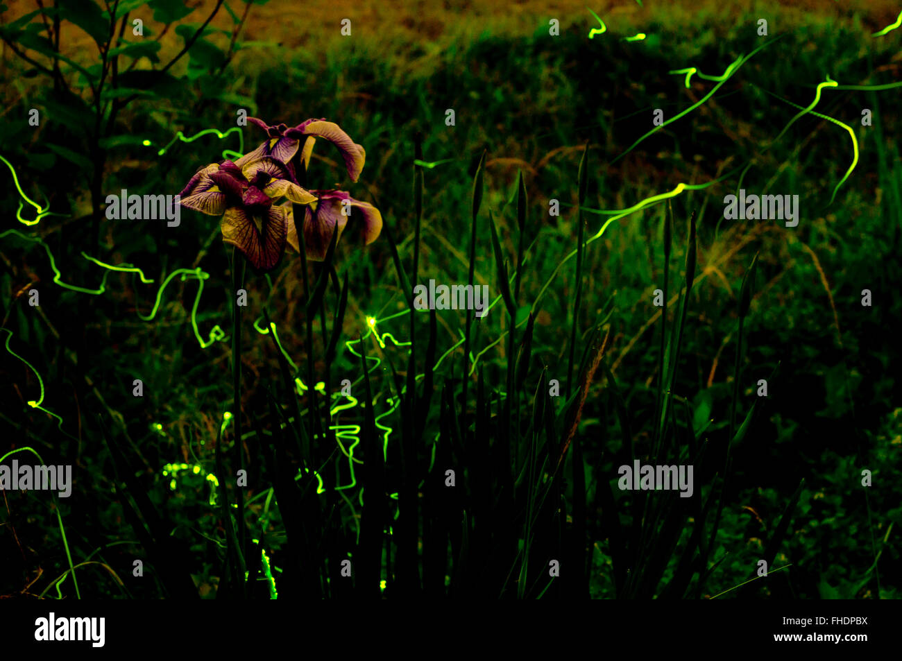 Die glühwürmchen Fotos und Bildmaterial in hoher Auflösung Alamy