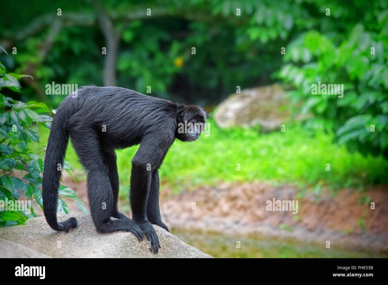 Wild Spider Monkey Stockfoto