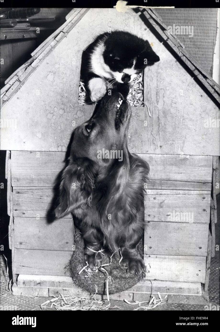 1966 - in der Hundehütte - und mag es! : Mohrle ist eine Katze, die sicherlich nichts dagegen nicht in der Hundehütte. Denn er ist ein großer Freund des Hundes, Sohnappie. Beide Tiere sind die Haustiere von einer deutschen Familie, die in Furstenfeldbruch, in der Nähe von München - leben, und es scheint, dass Schnappie einen Weg mit Katzen, für Mohrle seine zweite Katze Freund ist. Die Familie erste Katze wurde von einem Auto getötet, und Schnappie weigerte sich zu essen, mit Trauer über den Verlust seines Freundes - Sehnsucht, so dass die Familie nach einer anderen Katze gesucht, die Toten aussah. Schließlich fanden sie Mohrle, wer zuerst aß, war unsicher, ob oder nicht Sie Befr Stockfoto