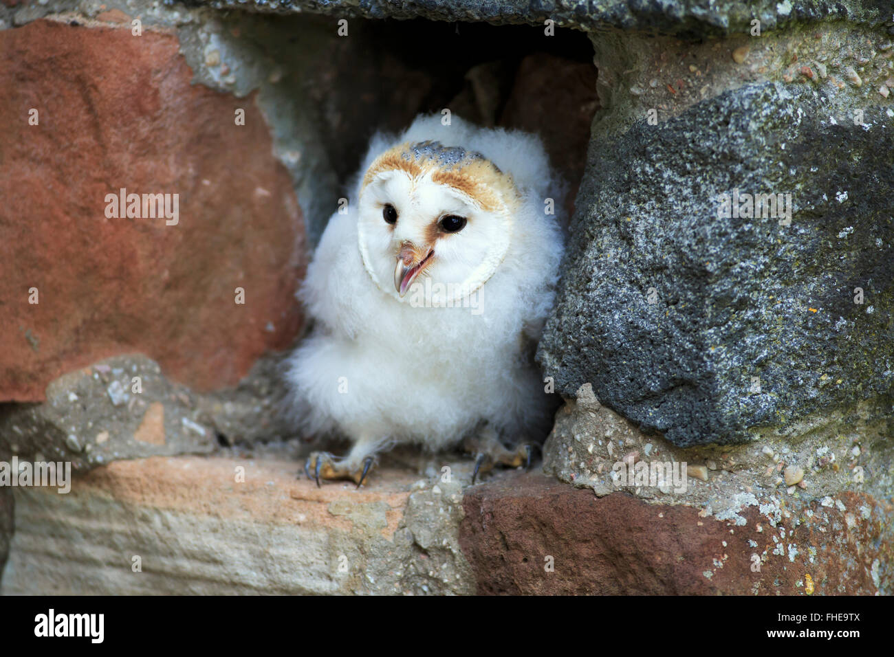 Schleiereule, jung, Pelm, Kasselburg, Eifel, Deutschland, Europa / (Tyto Alba) Stockfoto