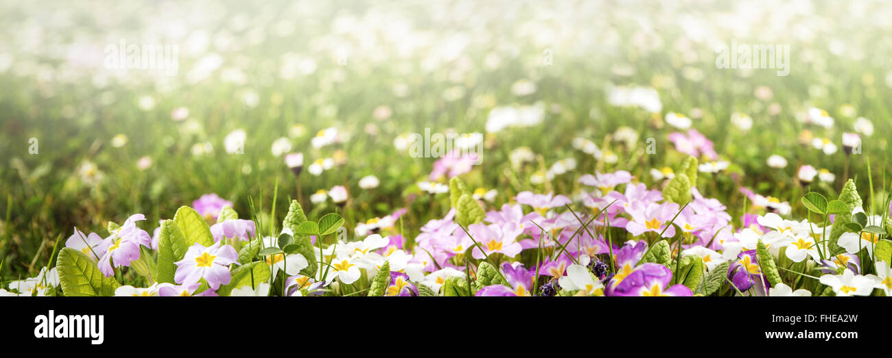 bunte Blumen-Panorama mit viel Exemplar Stockfoto
