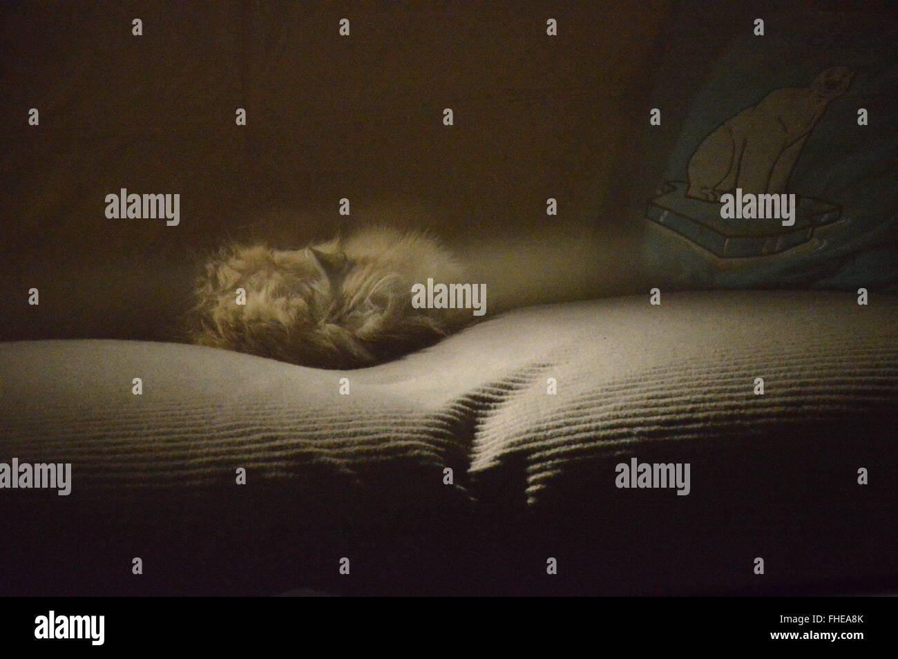 Eine Katze in der Niedrigkeit Wintersonne Stockfoto