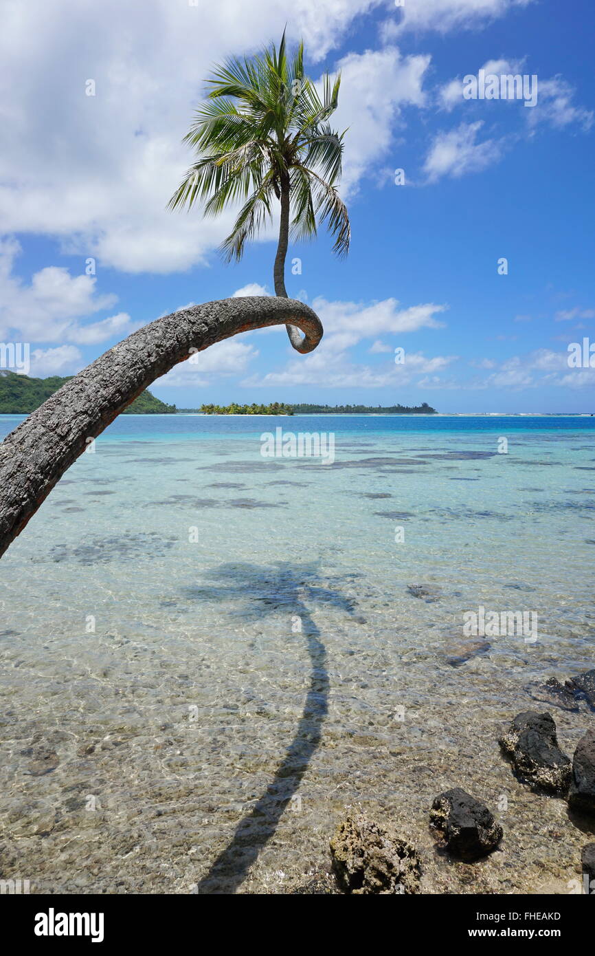 Eine Kokospalme und seinen Schatten über dem flachen Wasser der Lagune mit Inseln im Hintergrund, Huahine, Pazifik, Französisch-Polynesien Stockfoto