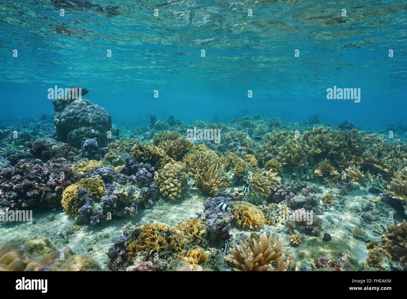 Korallen unter Wasser im flachen Wasser der Lagune Huahine, Pazifik, Französisch-Polynesien Stockfoto