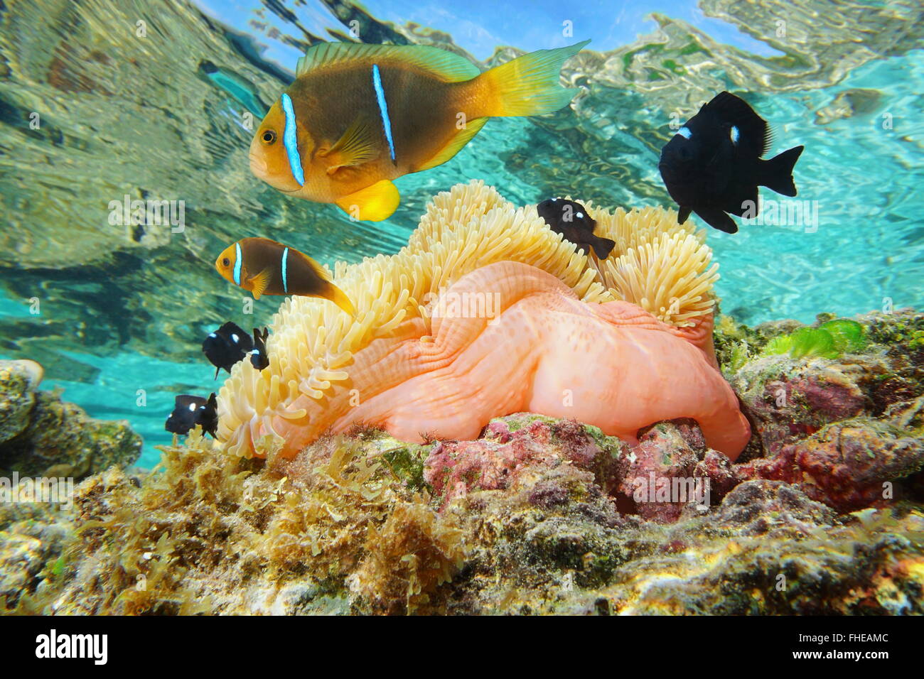 Herrliche Seeanemone mit Fisch Orange-Fin Anemonenfische und drei-Punkt Dascyllus, Huahine, Pazifik, Französisch-Polynesien Stockfoto
