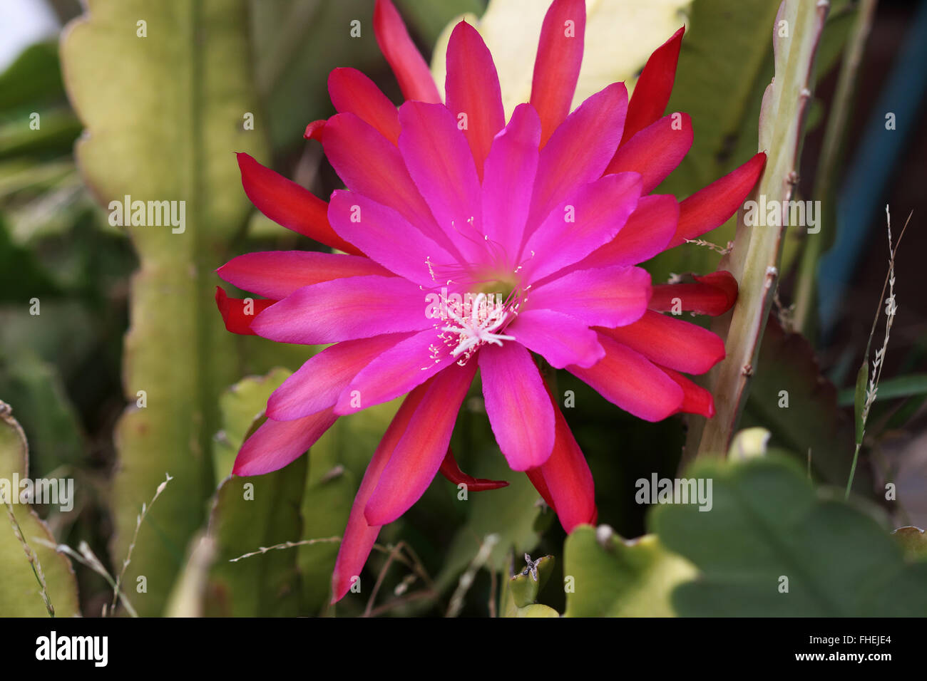 Leuchtend rosa oder rote Epiphyllum oder bekannt als Orchid cactus Stockfoto