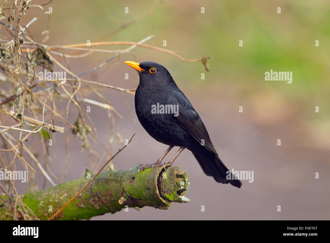 Amsel Turdus Merula männlichen thront in Hecke Stockfoto