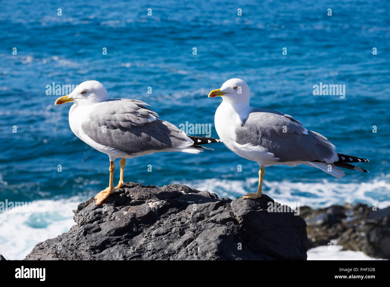 Gelb-legged Möwen (Larus Michahellis) auf einem Felsen am Meer, La Gomera, Kanarische Inseln, Spanien Stockfoto