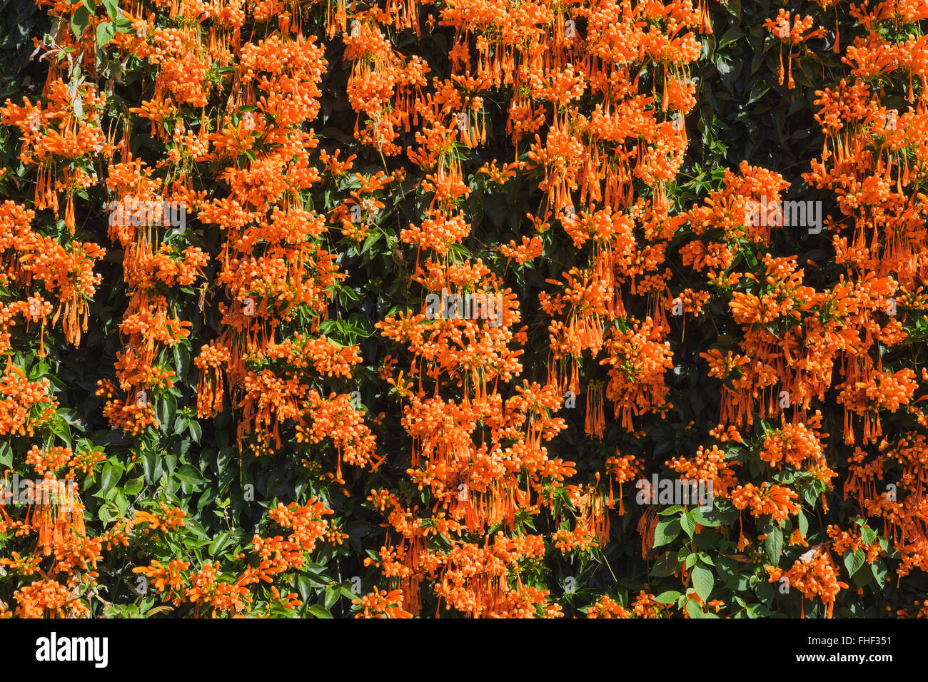 Blüte Flamevine, orange Trumpetvine (Pyrostegia Venusta), La Gomera, Kanarische Inseln, Spanien Stockfoto