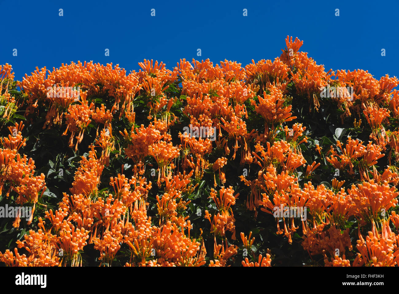 Blüte Flamevine, orange Trumpetvine (Pyrostegia Venusta), La Gomera, Kanarische Inseln, Spanien Stockfoto