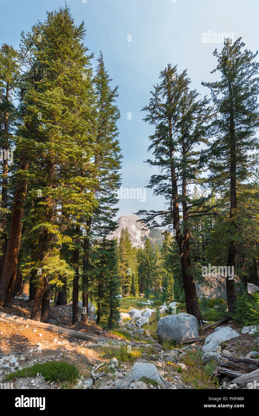 Pine Forest, Sierra Nevada, Yosemite-Nationalpark, Kalifornien Stockfoto