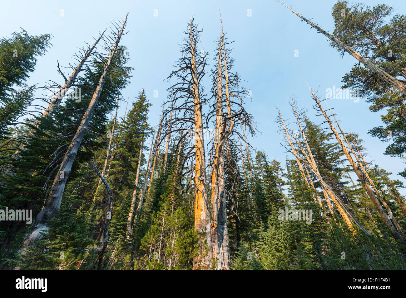 Kiefernwald mit teilweise verbrannte Bäume, Sierra Nevada, Yosemite-Nationalpark, Kalifornien Stockfoto