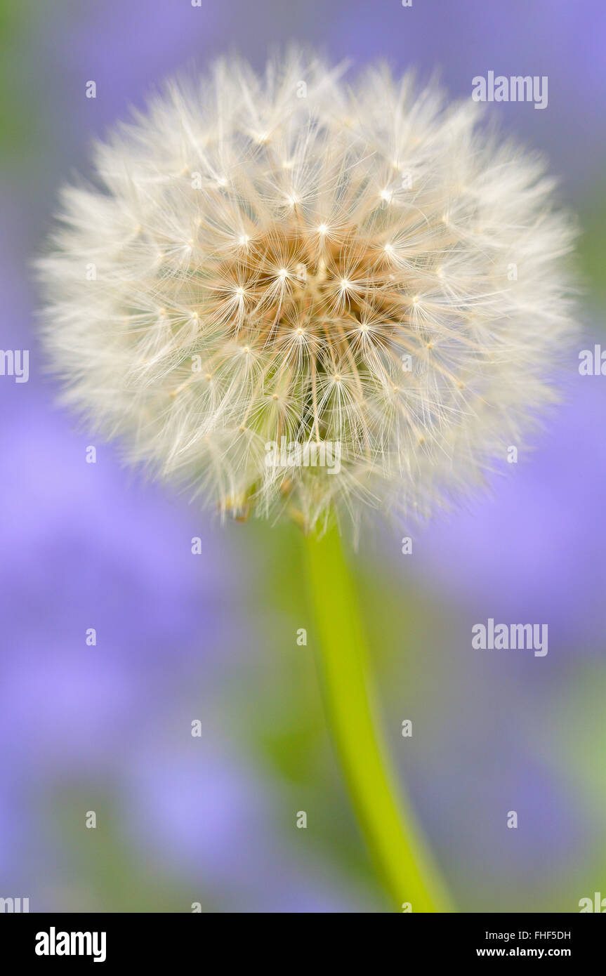 Löwenzahn (Taraxacum Sect. Ruderalia), Löwenzahn-Uhr, Saatgut Kopf Schlag Ball, Nahaufnahme, North Rhine-Westphalia, Germany Stockfoto