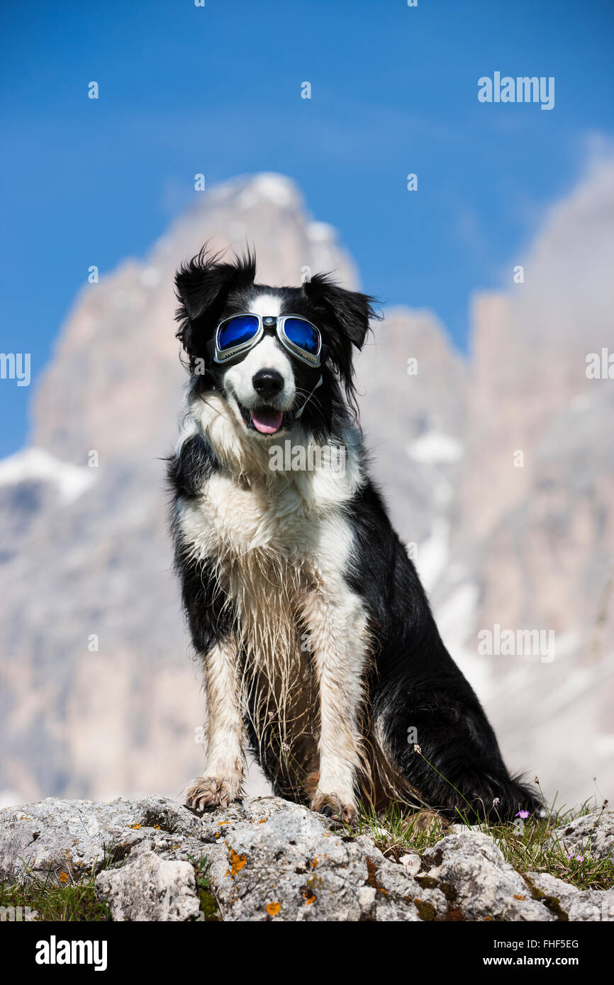 Border Collie, schwarz-weiß, sitzen mit Schneebrille vor massiv Stockfoto